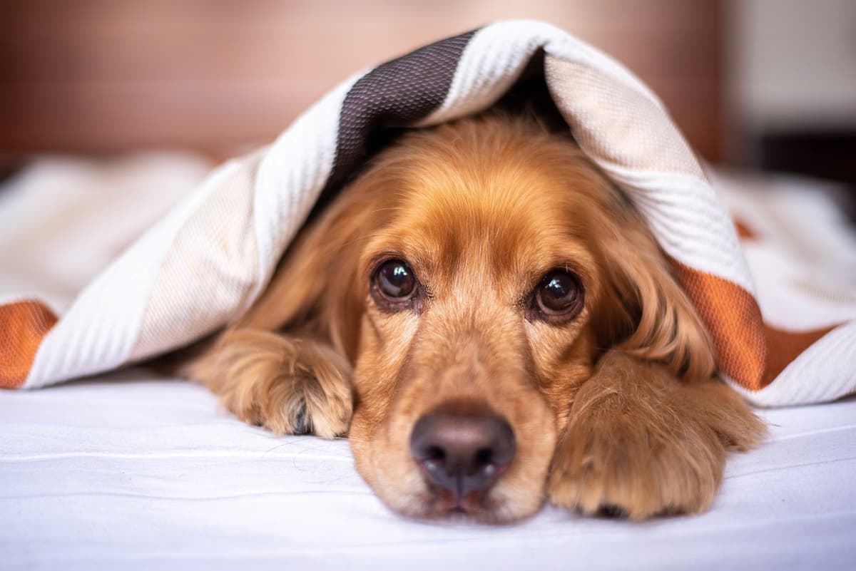 A brown dog with long ears lies under a striped blanket with its head peeking out. Its eyes are wide and soulful, resting on a white surface. The blanket is a mix of beige, brown, and orange stripes.